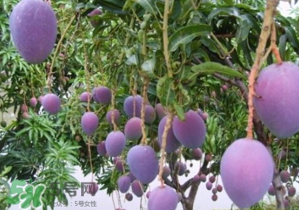 芒果有哪些品種？哪種芒果最好吃？