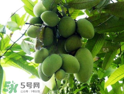 芒果有哪些品種？哪種芒果最好吃？
