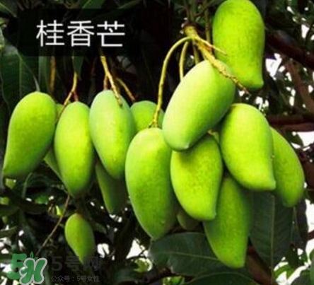 芒果有哪些品種？哪種芒果最好吃？