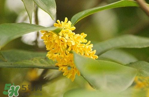 新鮮桂花怎么清洗？新鮮桂花可以冷凍嗎？
