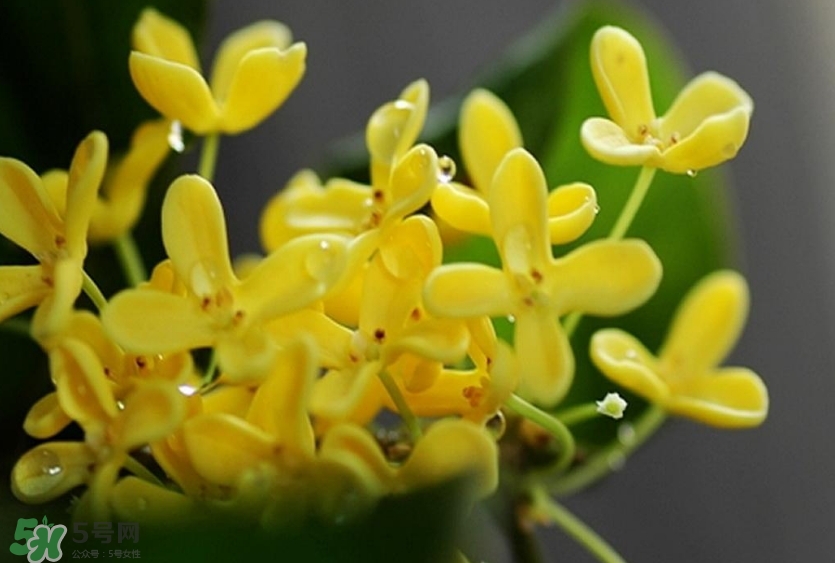 新鮮桂花怎么清洗？新鮮桂花可以冷凍嗎？