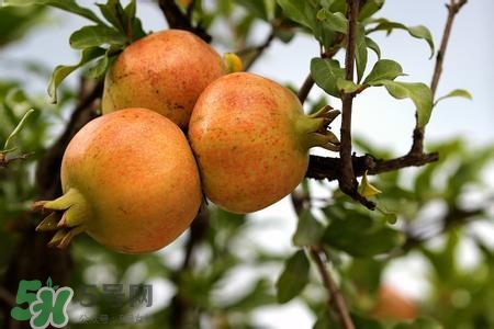 中秋節(jié)吃石榴嗎？中秋節(jié)吃石榴有什么寓意？