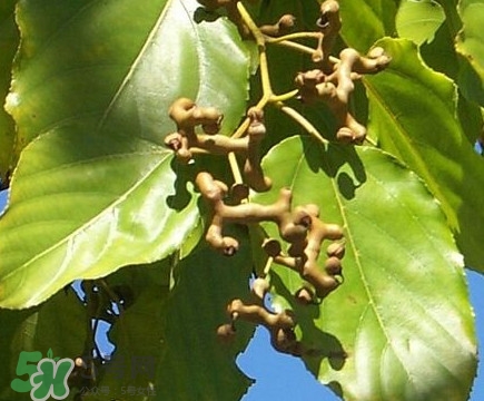 吃拐棗對(duì)人有什么好處？拐棗哪里有賣的