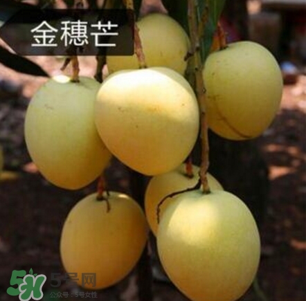 芒果有哪些品種？哪種芒果最好吃？