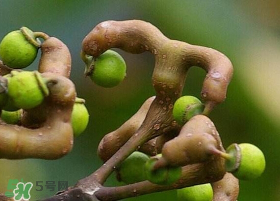 新鮮拐棗吃著澀怎么處理？拐棗為什么澀