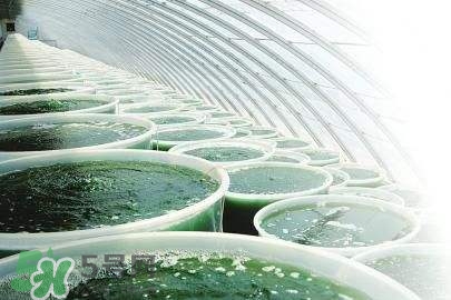 螺旋藻是飯前吃還是飯后吃？螺旋藻怎么吃？