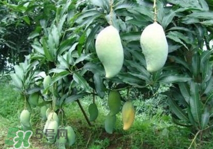 芒果有哪些品種？哪種芒果最好吃？