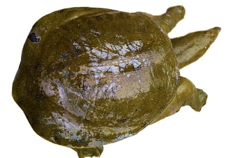 腳魚有靈性嗎？腳魚吃了有什么好處