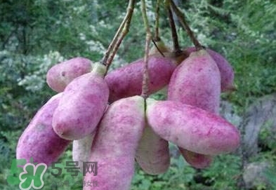 八月瓜可以補(bǔ)腎嗎？八月瓜的營養(yǎng)價(jià)值