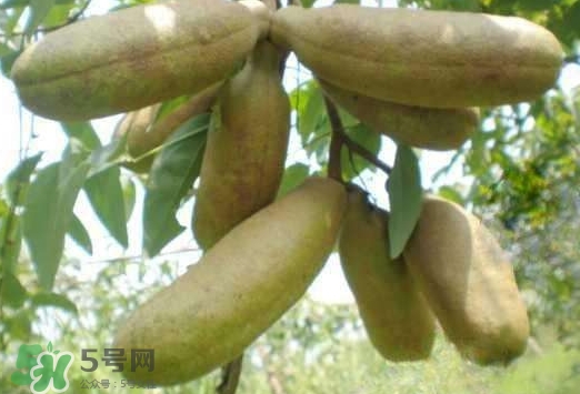 八月瓜可以經常吃嗎？八月瓜可以多吃嗎？