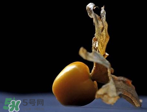 姑娘果可以泡水喝嗎？姑娘果怎么泡水喝？