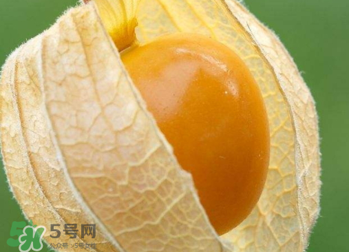 燈籠果是熱性還是涼性？燈籠果是涼性的嗎？