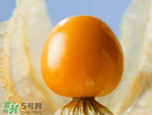 燈籠果是熱性還是涼性？燈籠果是涼性的嗎？