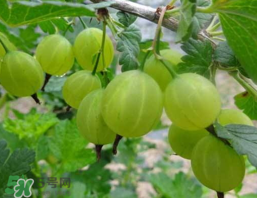 燈籠果什么時(shí)候種植？燈籠果怎么種植？