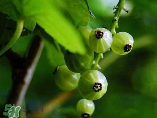 燈籠果什么時(shí)候種植？燈籠果怎么種植？