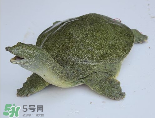 甲魚是魚嗎？甲魚是發(fā)物嗎