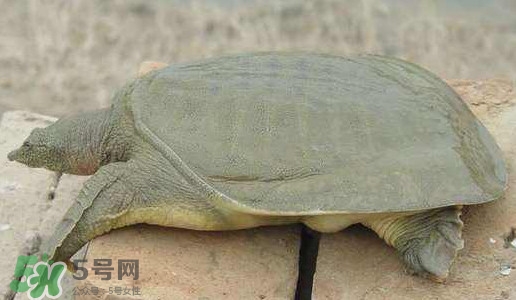 腳魚是什么？腳魚和烏龜?shù)膮^(qū)別