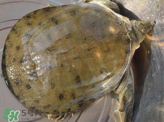 腳魚不能和什么一起吃？腳魚可以燉蟲草嗎