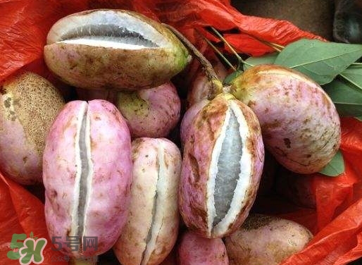 八月瓜孕婦能吃嗎？八月瓜的功效與作用