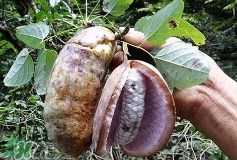 八月瓜能種植嗎？八月瓜怎么種植？