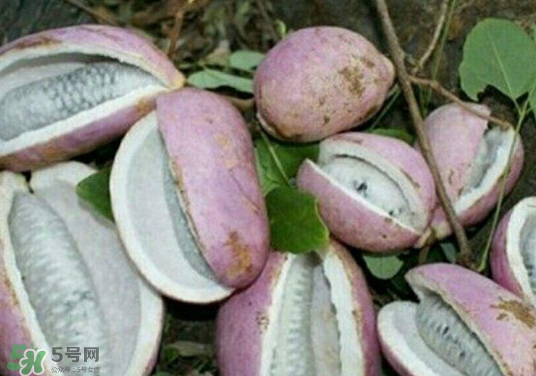 八月瓜能種植嗎？八月瓜怎么種植？