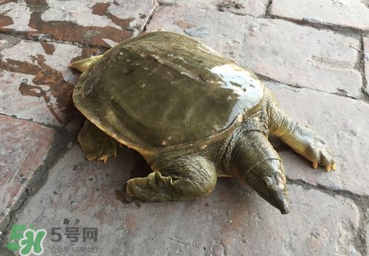 腳魚是什么？腳魚和烏龜?shù)膮^(qū)別