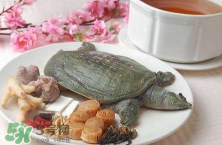腳魚是什么？腳魚和烏龜?shù)膮^(qū)別
