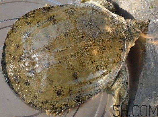 腳魚能和南瓜一起吃嗎？腳魚湯的做法