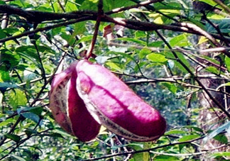 八月瓜能種植嗎？八月瓜怎么種植？