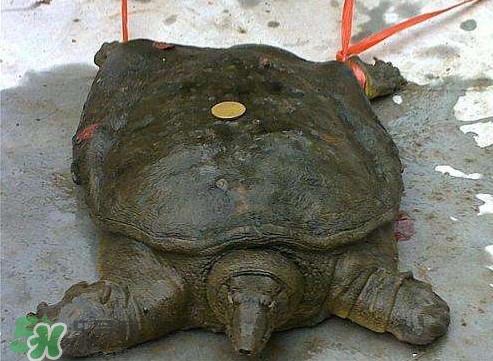 甲魚是烏龜嗎？甲魚是王八嗎？