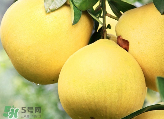 經(jīng)期能吃蜜柚嗎？蜜柚能和葡萄一起吃嗎