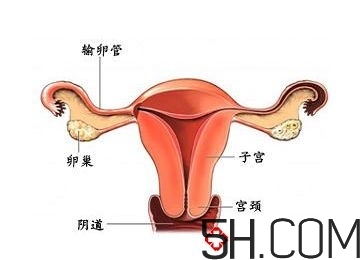 子宮畸形有哪些？子宮畸形有什么影響？