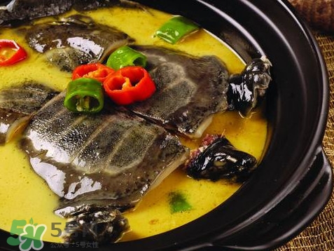 甲魚又叫什么？甲魚吃什么食物