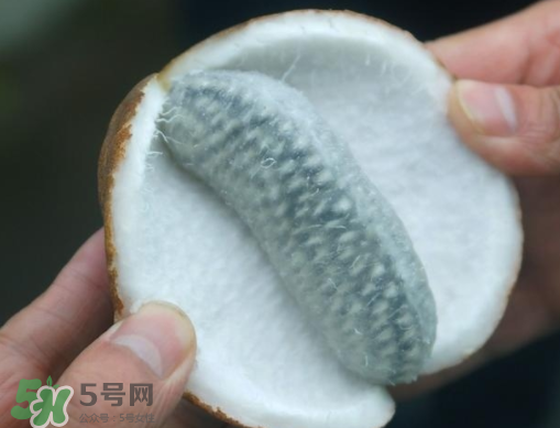 八月瓜可以補(bǔ)腎嗎？八月瓜的營養(yǎng)價(jià)值