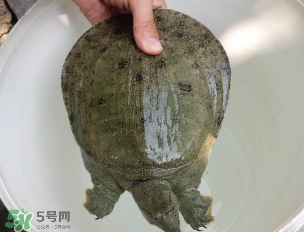 腳魚不能和什么一起吃？腳魚可以燉蟲草嗎