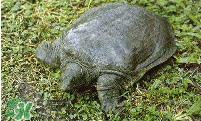 甲魚是烏龜嗎？甲魚是王八嗎？