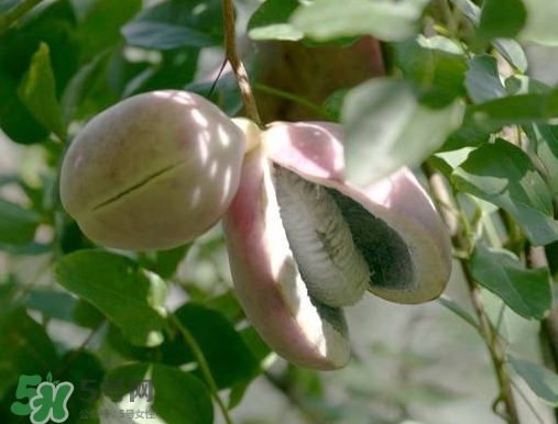 八月瓜可以補(bǔ)腎嗎？八月瓜的營養(yǎng)價(jià)值