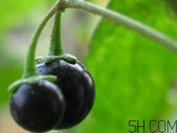 龍葵果可以吃嗎？龍葵果能不能當(dāng)水果吃