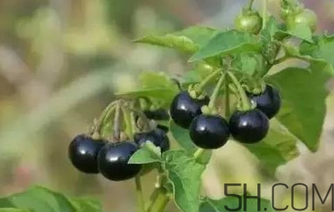 龍葵果可以治療近視眼嗎？龍葵果可以泡水喝嗎