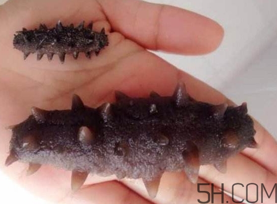 海參是海鮮嗎？海參是動物還是植物？