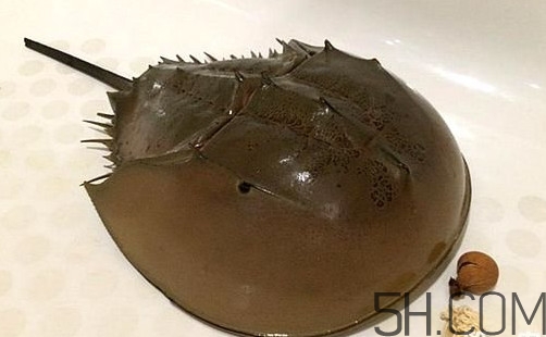 中華鱟是保護(hù)動(dòng)物嗎？中華鱟和圓尾鱟的區(qū)別