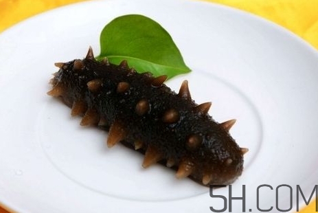 海參是高蛋白食物嗎？海參是素食嗎？