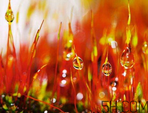 2017年寒露會下雨嗎？寒露下雨好嗎？