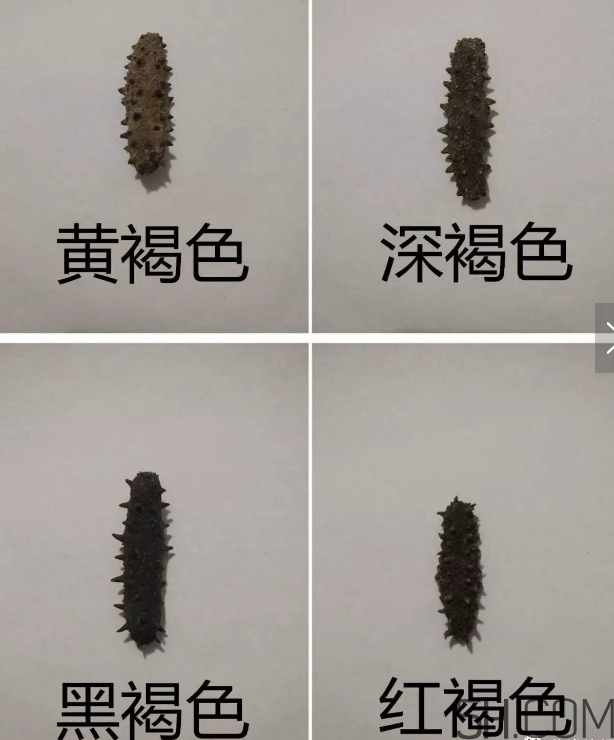 海參顏色深好還是淺好？海參顏色發(fā)白時(shí)怎么回事？