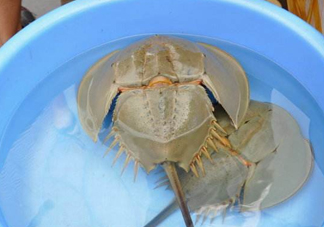 中華鱟能吃嗎？中華鱟怎么讀