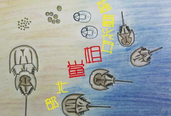 中華鱟能活多久？中華鱟最大能長(zhǎng)多大