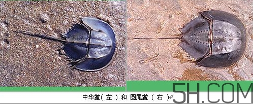 中華鱟是保護(hù)動(dòng)物嗎？中華鱟和圓尾鱟的區(qū)別