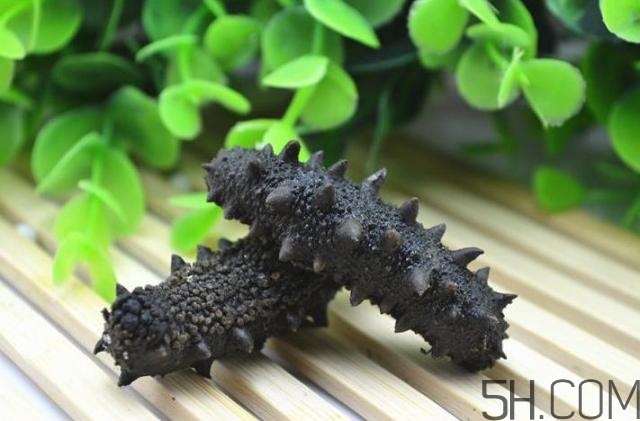 海參是越大越好嗎？海參的生長年限與營養(yǎng)價值有關(guān)嗎？