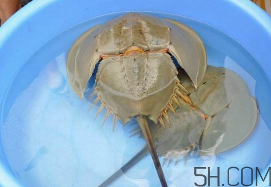 中華鱟能吃嗎？中華鱟怎么讀