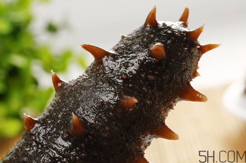 海參是海鮮嗎？海參是動物還是植物？